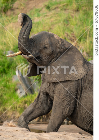 Close-up of elephant on sand lifting trunk Close-up of elephant on sand lifting trunk 67679036