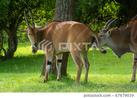 Close-up of eland drinking urine from another 67679039