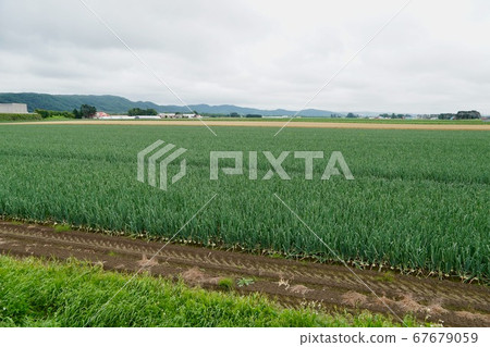 十勝平原的洋蔥田 十勝平原的洋蔥田 67679059