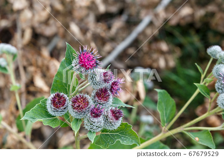Arctium lappa commonly called greater burdock Arctium lappa commonly called greater burdock 67679529