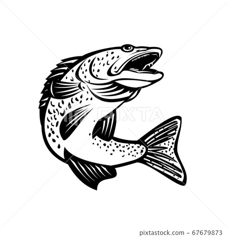 Walleye Pikeperch Pickerel or Yellow Pike Jumping 67679873