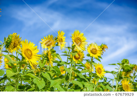 兵庫縣向日葵山公園大野市夏季圖像 兵庫縣向日葵山公園大野市夏季圖像 67679929