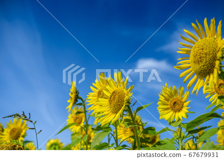 Hyogo Prefecture Sunflower Hill Park Ono City Summer Image Hyogo Prefecture Sunflower Hill Park Ono City Summer Image 67679931