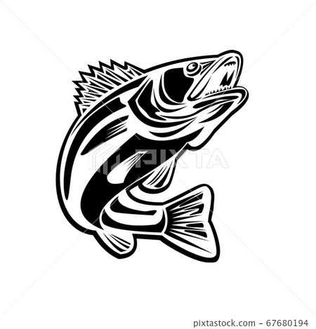 Barramundi Fish Jumping Up Retro Black and White Barramundi Fish Jumping Up Retro Black and White 67680194