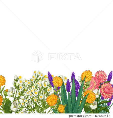 Hand drawn medicinal plant frame. Healing herbs border. isolated on white background Hand drawn medicinal plant frame. Healing herbs border. isolated on white background 67680312