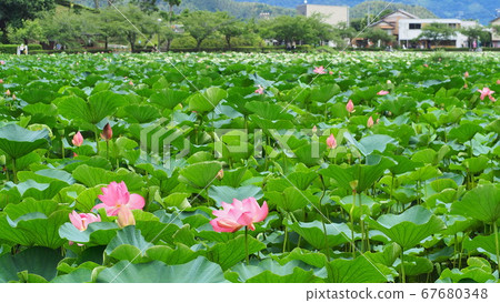 Shizuoka Prefecture Lotus flower blooming Rengejiike Park July 67680348