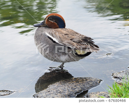 Shizuoka Prefecture Rengeji Pond Koga July 67680466