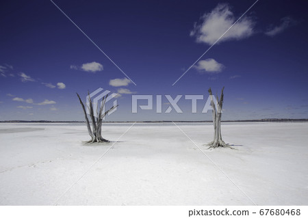 Interesting trees in summer salt lake Esperance Australia Interesting trees in summer salt lake Esperance Australia 67680468