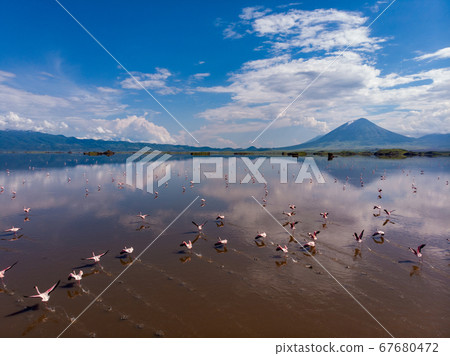 Aerial Shot. A flock of lesser flamingos Flying Above Brown Salt Water of Lake Natron with Ol Doinyo Lengai Volcano on Background. Tanzania, East Africa Aerial Shot. A flock of lesser flamingos Flying Above Brown Salt Water of Lake Natron with Ol Doinyo Lengai Volcano on Background. Tanzania, East Africa 67680472