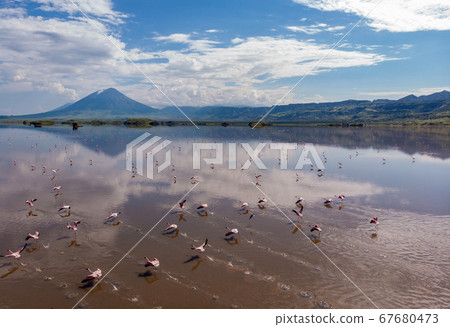 Aerial Shot. A flock of lesser flamingos Flying Above Brown Salt Water of Lake Natron with Ol Doinyo Lengai Volcano on Background. Tanzania, East Africa Aerial Shot. A flock of lesser flamingos Flying Above Brown Salt Water of Lake Natron with Ol Doinyo Lengai Volcano on Background. Tanzania, East Africa 67680473