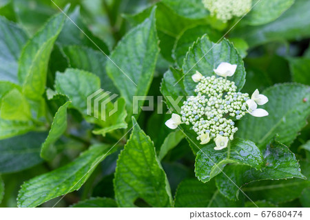 Hydrangea 67680474