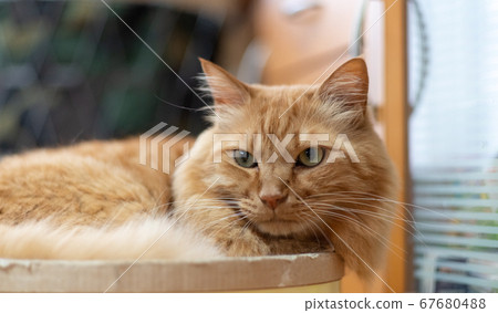 A staring cat, a tea tabby cat A staring cat, a tea tabby cat 67680488