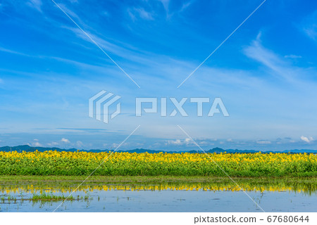 兵庫縣向日葵山公園大野市夏季圖像 67680644