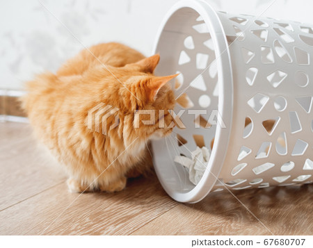 Cute ginger cat overturned wastebasket. Curious fluffy pet is looking at trash. Funny and playful domestic animal. Cute ginger cat overturned wastebasket. Curious fluffy pet is looking at trash. Funny and playful domestic animal. 67680707