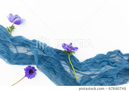 Violet anemones flowers with blue fabric on white background. Flat lay. Top view 67680748