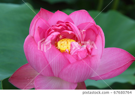 一朵蓮花 一朵蓮花 67680764