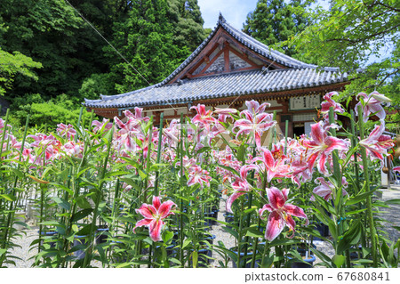 Matsuoji Temple in full bloom Casablanca Matsuoji Temple in full bloom Casablanca 67680841