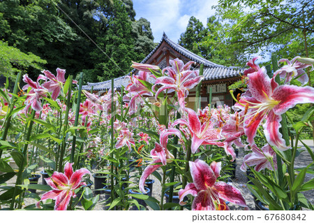 Matsuoji Temple in full bloom Casablanca Matsuoji Temple in full bloom Casablanca 67680842