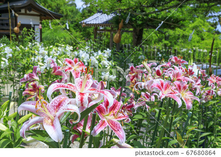 Matsuoji Temple in full bloom Casablanca Matsuoji Temple in full bloom Casablanca 67680864