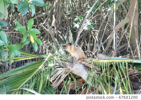 一隻猴子 67681200