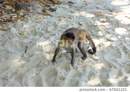 一隻猴子 67681201