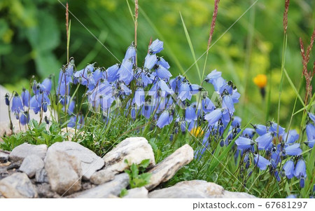 Tour de Montblanc alpine plant 67681297