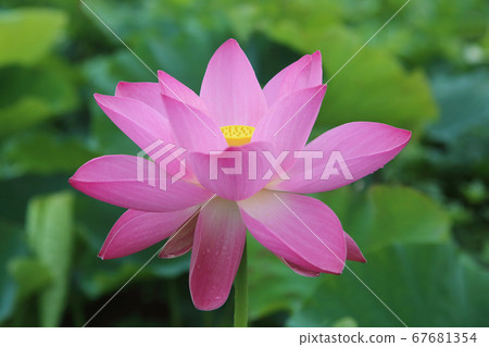 一朵蓮花 一朵蓮花 67681354