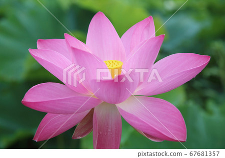 一朵蓮花 67681357
