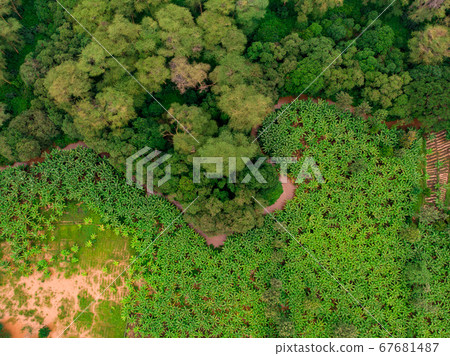 Aerial view on banana plantation bordered wit a Primal Virgin Forest of Manyara National Park Concervation Area in East Africa, Tanzania Aerial view on banana plantation bordered wit a Primal Virgin Forest of Manyara National Park Concervation Area in East Africa, Tanzania 67681487