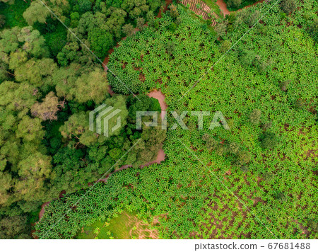 Aerial view on banana plantation bordered wit a Primal Virgin Forest of Manyara National Park Concervation Area in East Africa, Tanzania Aerial view on banana plantation bordered wit a Primal Virgin Forest of Manyara National Park Concervation Area in East Africa, Tanzania 67681488