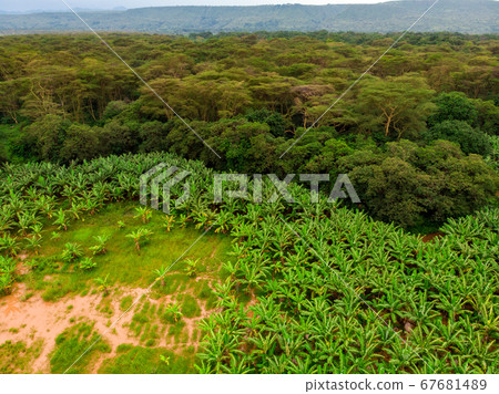 Aerial view on banana plantation bordered wit a Primal Virgin Forest of Manyara National Park Concervation Area in East Africa, Tanzania Aerial view on banana plantation bordered wit a Primal Virgin Forest of Manyara National Park Concervation Area in East Africa, Tanzania 67681489