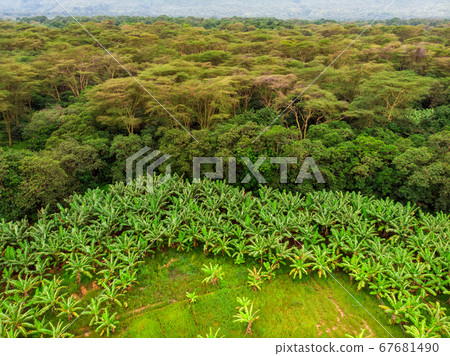 Aerial view on banana plantation bordered wit a Primal Virgin Forest of Manyara National Park Concervation Area in East Africa, Tanzania Aerial view on banana plantation bordered wit a Primal Virgin Forest of Manyara National Park Concervation Area in East Africa, Tanzania 67681490