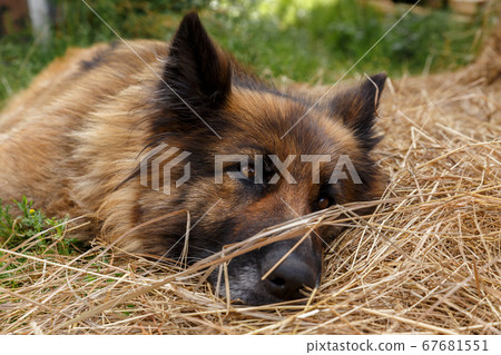 German shepherd dog lies in the hay. German shepherd dog lies in the hay. 67681551