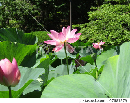 千葉公園盛開的長羽粉紅花 千葉公園盛開的長羽粉紅花 67681879