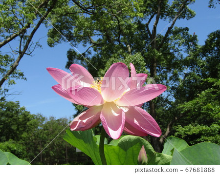 千葉公園盛開的長羽粉紅花 照片素材 圖片 圖庫