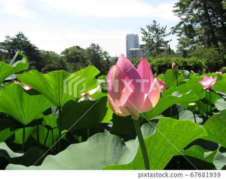 千葉公園中的羽扇花的粉紅色花朵開始開花 照片素材 圖片 圖庫