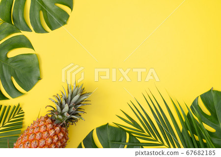 Bromeliad tropical leaves penglai banana background turtle leaf pineapple background パ イ ナ ッ プ ル 67682185