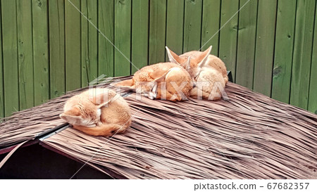 Desert fox Desert fox 67682357