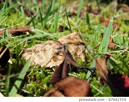 Lizard playing in the sun Lizard playing in the sun 67682359