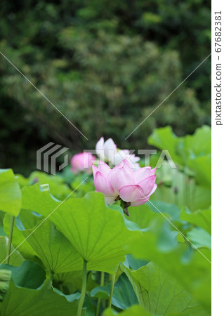 Pink lotus flower 67682381