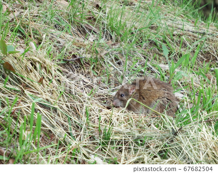 Brown rat 67682504