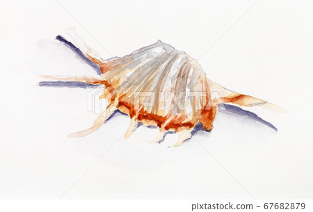 shell of murex snail hand painted by watercolours 67682879