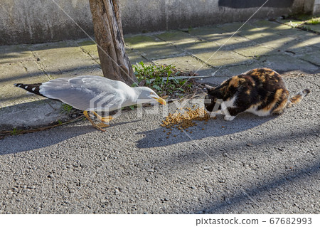 A seagull steals food from stray cat, Istanbul. A seagull steals food from stray cat, Istanbul. 67682993