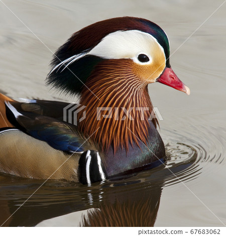 Mandarin Duck (Aix galericulata) 67683062