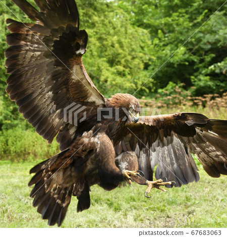 Golden Eagle (Aquila chrysaetos) Golden Eagle (Aquila chrysaetos) 67683063