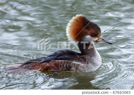 Hooded Merganser (Lophodytes cucullatus) Hooded Merganser (Lophodytes cucullatus) 67683065