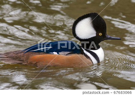 Male Hooded Merganser (Lophodytes cucullatus) 67683066