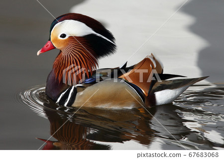 The Mandarin Duck (Aix galericulata) The Mandarin Duck (Aix galericulata) 67683068