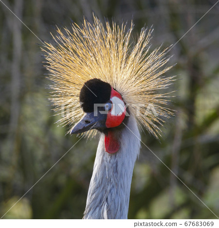 Grey Crowned Crane (Balearica regulorum) Grey Crowned Crane (Balearica regulorum) 67683069