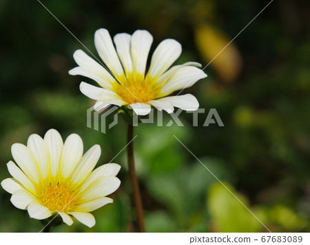 Gerbera yellow Gerbera yellow 67683089